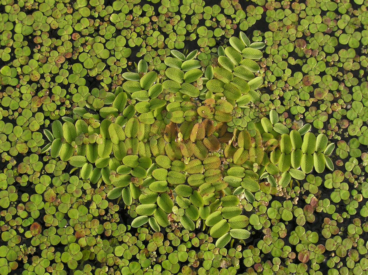 Image of Salvinia natans specimen.