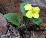 Viola orientalis