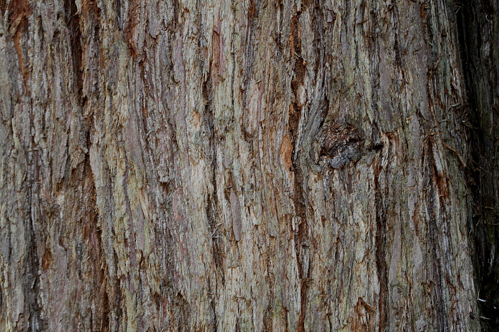 Image of Sequoia sempervirens specimen.