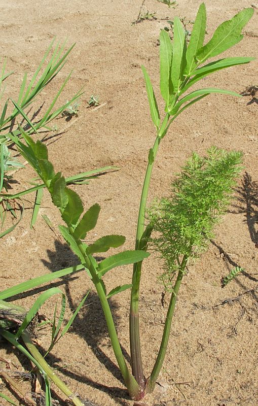 Изображение особи Sium latifolium.