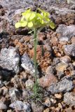 Erysimum cuspidatum