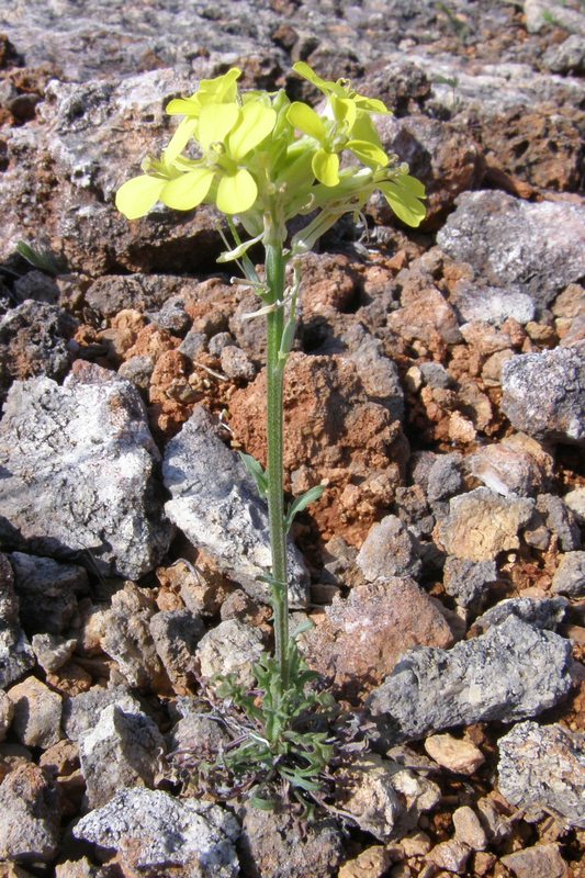 Изображение особи Erysimum cuspidatum.