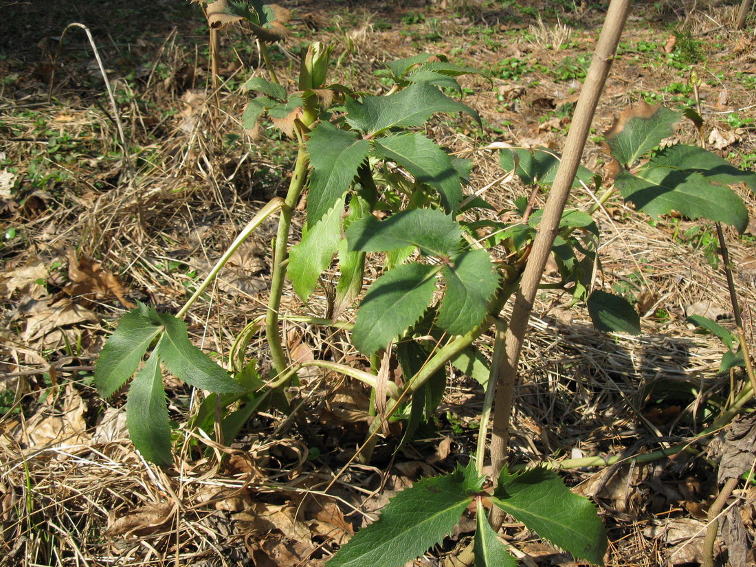 Image of Helleborus argutifolius specimen.