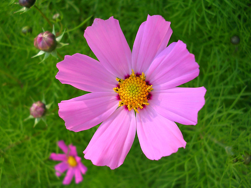 Изображение особи Cosmos bipinnatus.