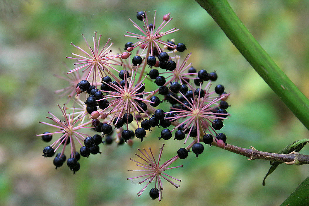 Image of Aralia elata specimen.