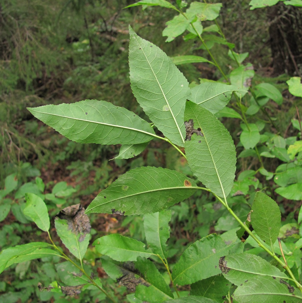 Изображение особи Salix myrsinifolia.