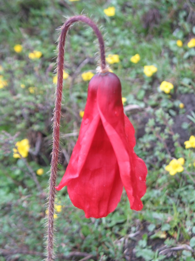 Image of Meconopsis punicea specimen.