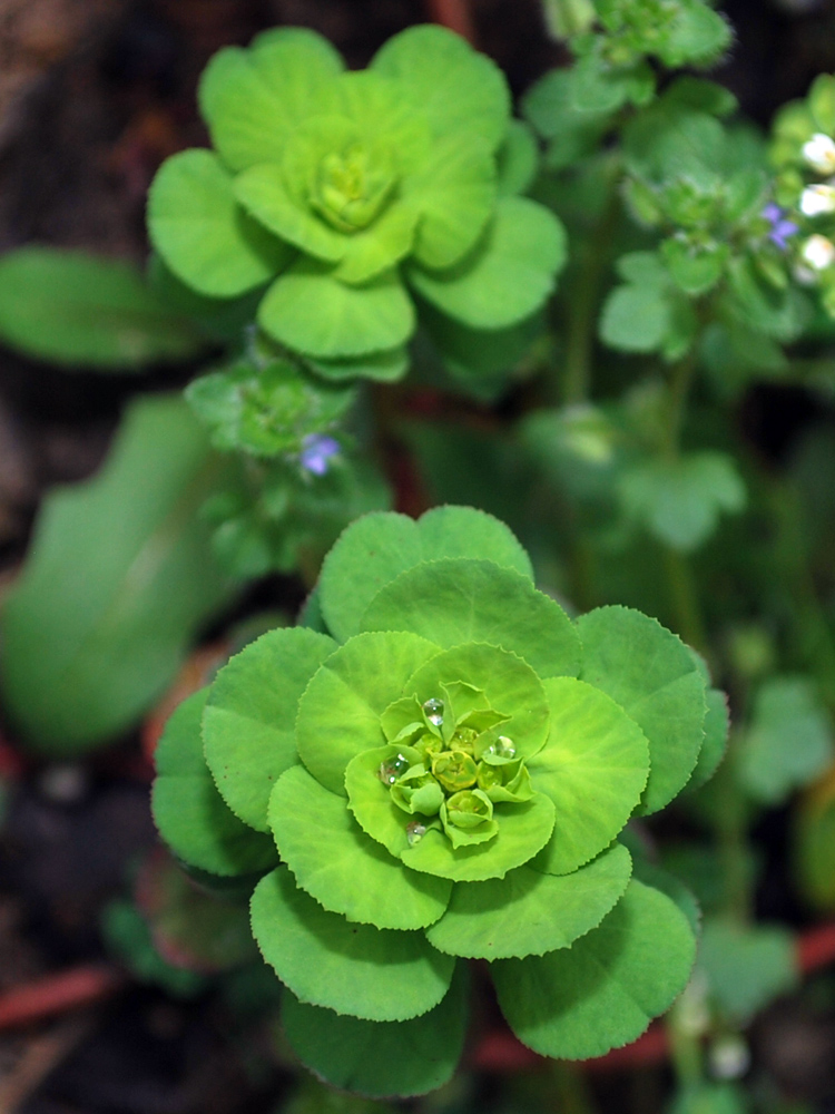 Изображение особи Euphorbia helioscopia.