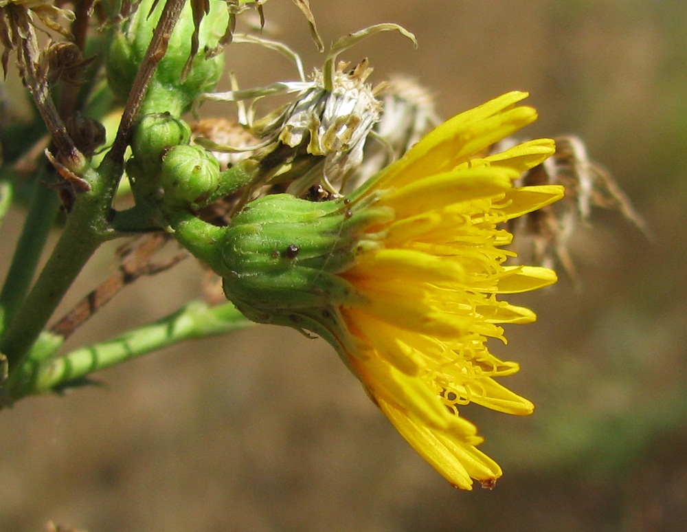 Изображение особи Hieracium robustum.