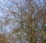 Prunus cerasifera. Крона взрослого дерева в начале цветения ('Nigra'). Германия, г. Кемпен, у детской площадки. 25.03.2013.