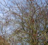 Prunus cerasifera. Крона взрослого дерева в начале цветения ('Nigra'). Германия, г. Кемпен, у детской площадки. 25.03.2013.