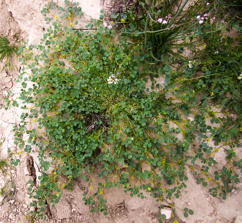 Image of Trigonella stellata specimen.