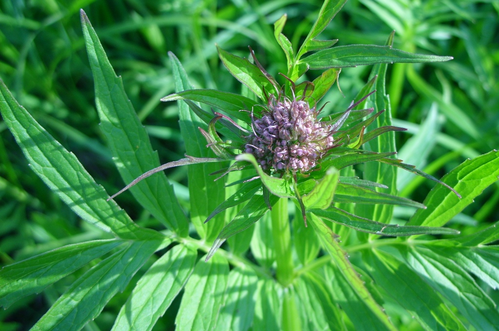 Изображение особи Valeriana coreana.