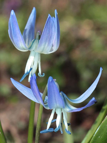 Image of Scilla rosenii specimen.