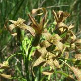 Hesperis tristis