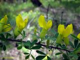 Chamaecytisus ruthenicus. Цветущая ветвь (расположена горизонтально). Украина, Черкасская обл., Каневский р-н, РЛП \"Трахтемиров\", березняк на песке. 10 мая 2013 г.