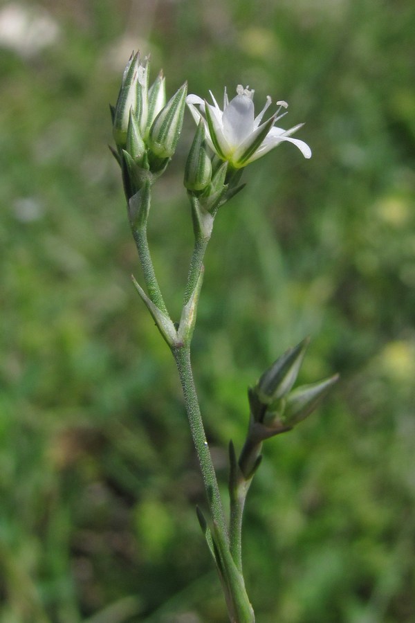 Image of Minuartia euxina specimen.