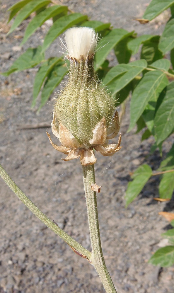 Изображение особи Crepis alpina.