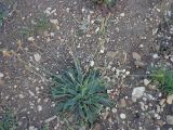 Plantago lanceolata