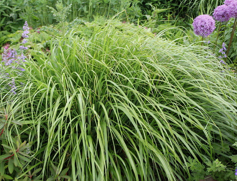 Изображение особи Calamagrostis brachytricha.