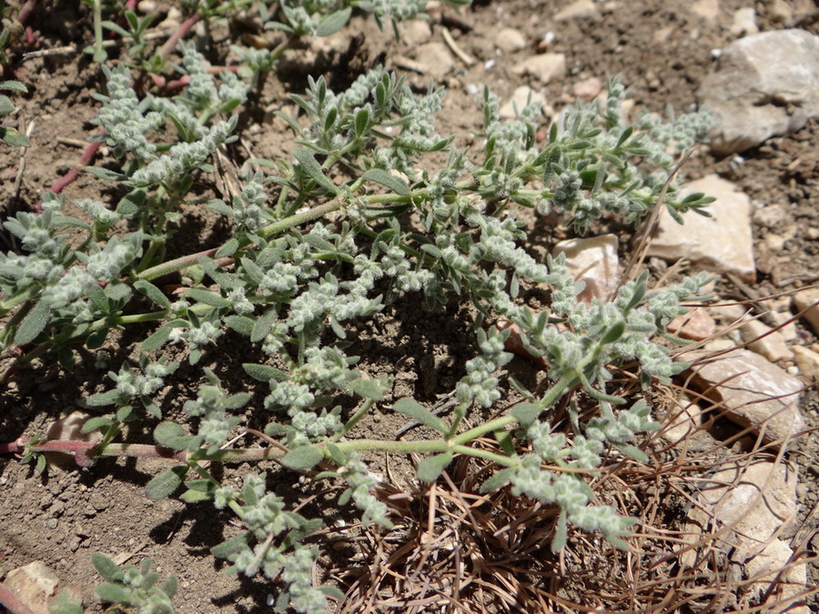 Image of Herniaria incana var. angustifolia specimen.