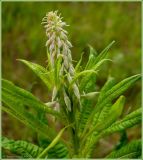 Chamaenerion angustifolium. Зацветающее растение. Чувашия, окр. г. Шумерля, высоковольтная линия за объездной трассой. 7 июня 2009 г.