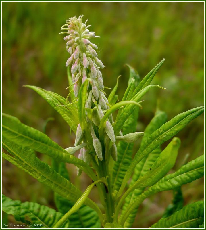 Image of Chamaenerion angustifolium specimen.