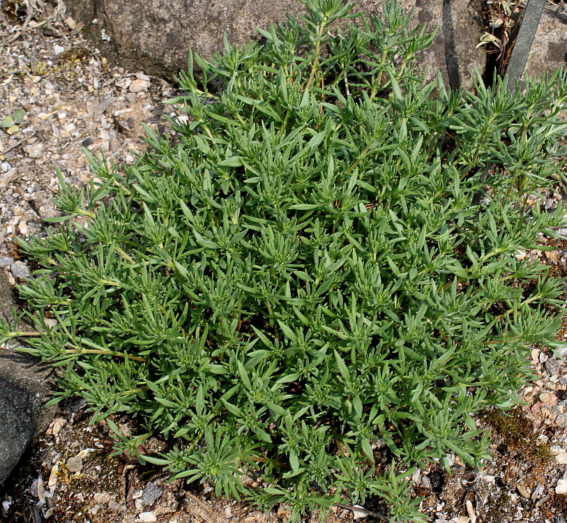 Image of Veronica armena specimen.