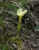 Gentiana oschtenica