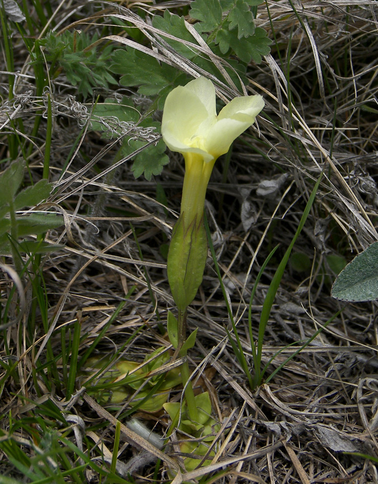 Изображение особи Gentiana oschtenica.