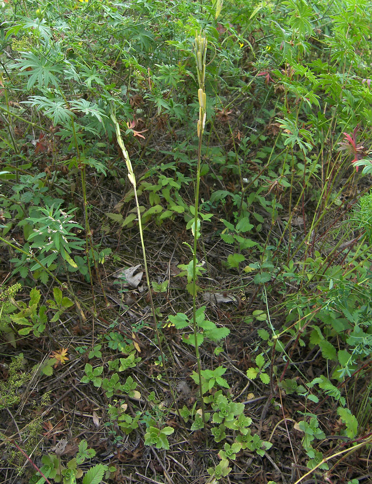 Image of Erysimum cuspidatum specimen.