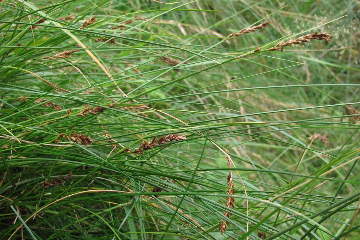 Image of Blysmus compressus specimen.