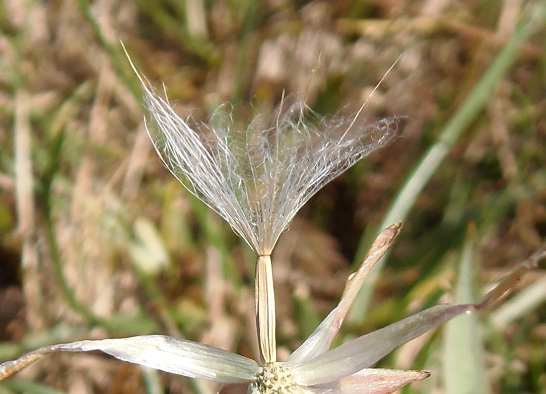 Image of Scorzonera parviflora specimen.