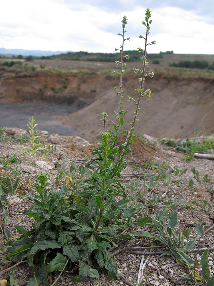 Изображение особи Verbascum blattaria.