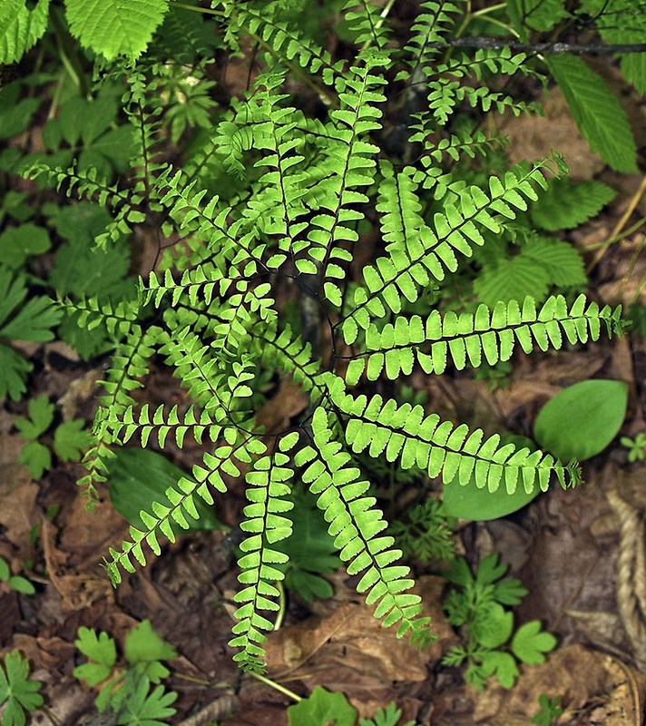 Изображение особи Adiantum pedatum.