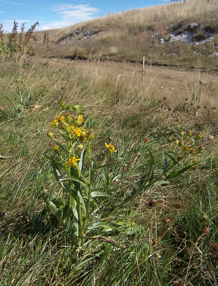 Image of Senecio racemosus specimen.