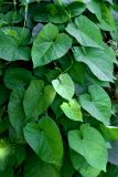 Calystegia sepium