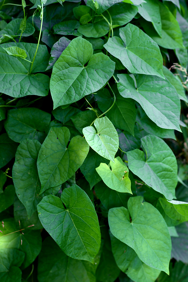 Изображение особи Calystegia sepium.