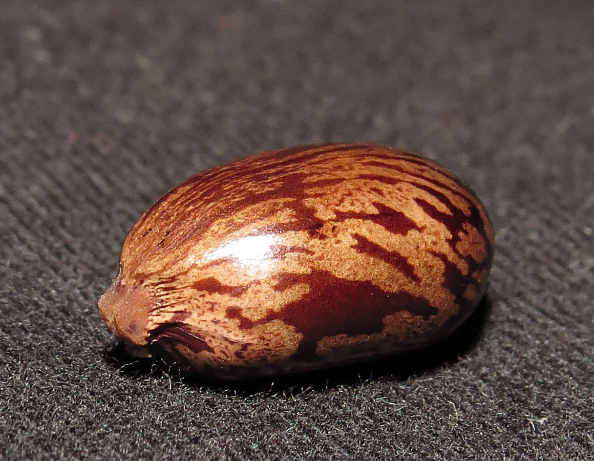 Image of Ricinus communis specimen.
