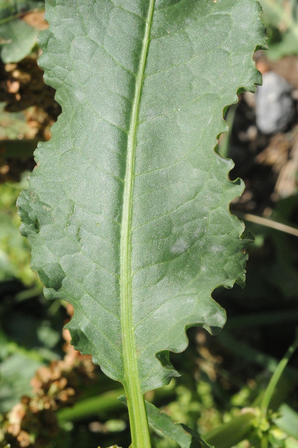Изображение особи Rumex crispus.