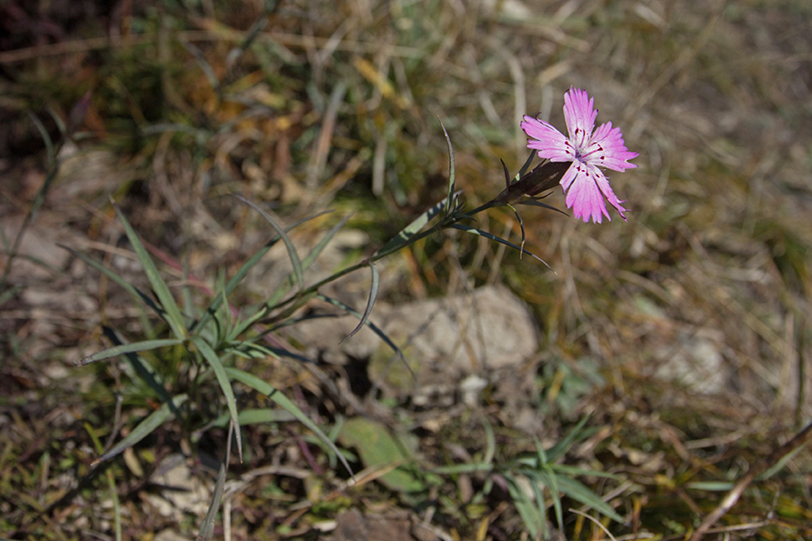 Изображение особи род Dianthus.