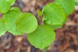 Populus tremula. Листья в каплях дождя. Карелия, Лоухский р-н, окр. пос. Чкаловский, Белое море, о. Чернышёв. 15.06.2013.