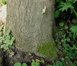 Quercus coccinea