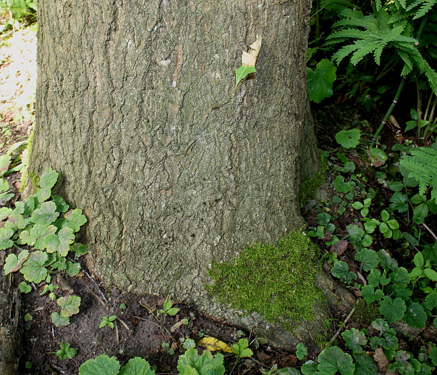 Изображение особи Quercus coccinea.