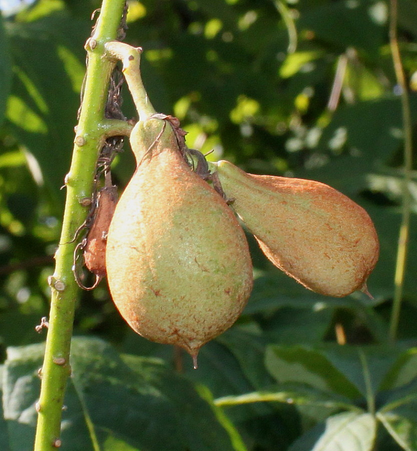 Image of Aesculus parviflora specimen.