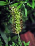 Setaria pumila