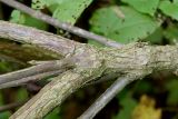 Cephalanthus occidentalis