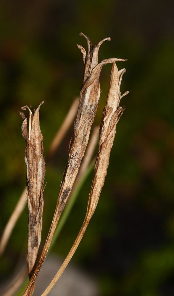 Image of Gentianopsis detonsa specimen.