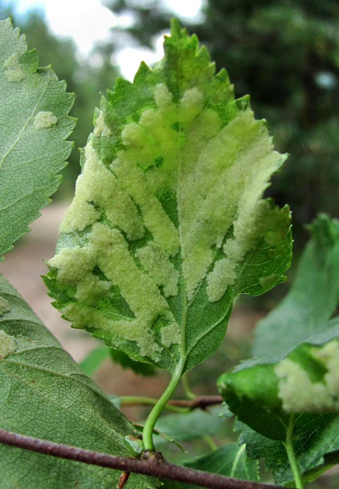 Изображение особи Betula pubescens.