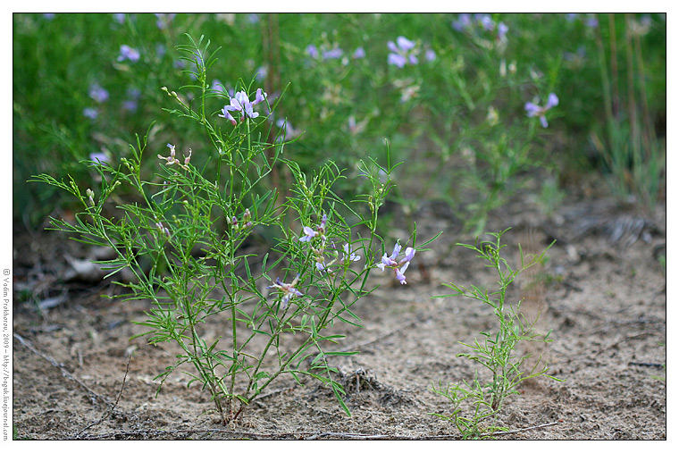 Изображение особи Astragalus arenarius.